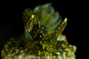 Nudibranch by Rudy Janssen 